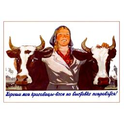 In a good shape are my beauties - cows. 1955