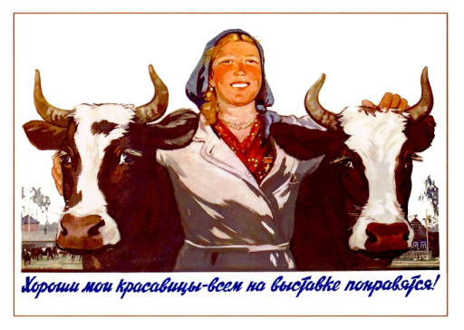 In a good shape are my beauties - cows. 1955